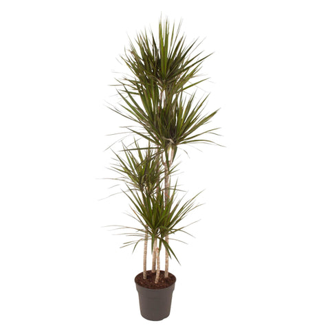 Dracaena Marginata - 160 cm - ø27