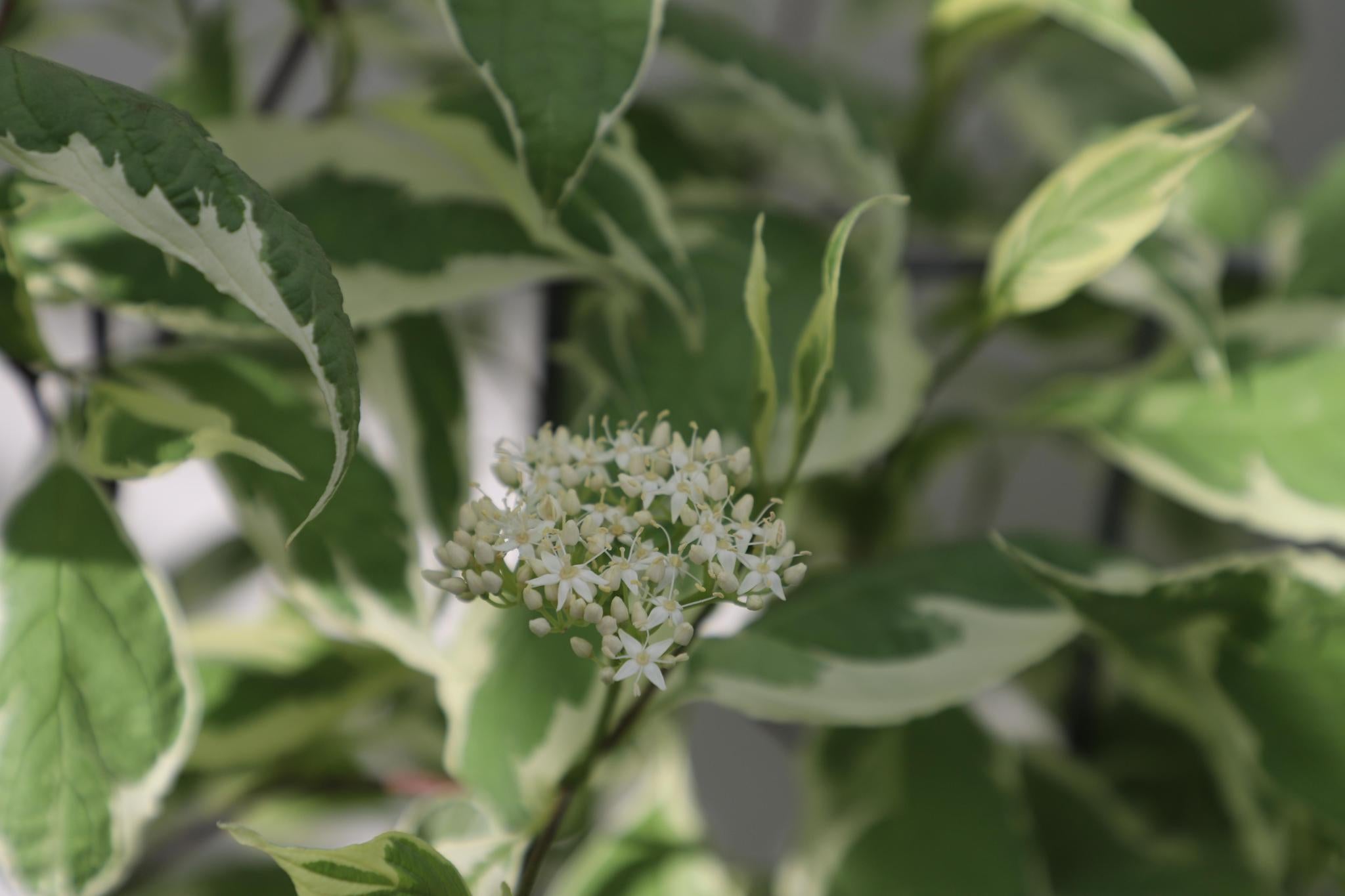Cornus Alba 'Elegantissima' - ↨180cm - 1 Stück
