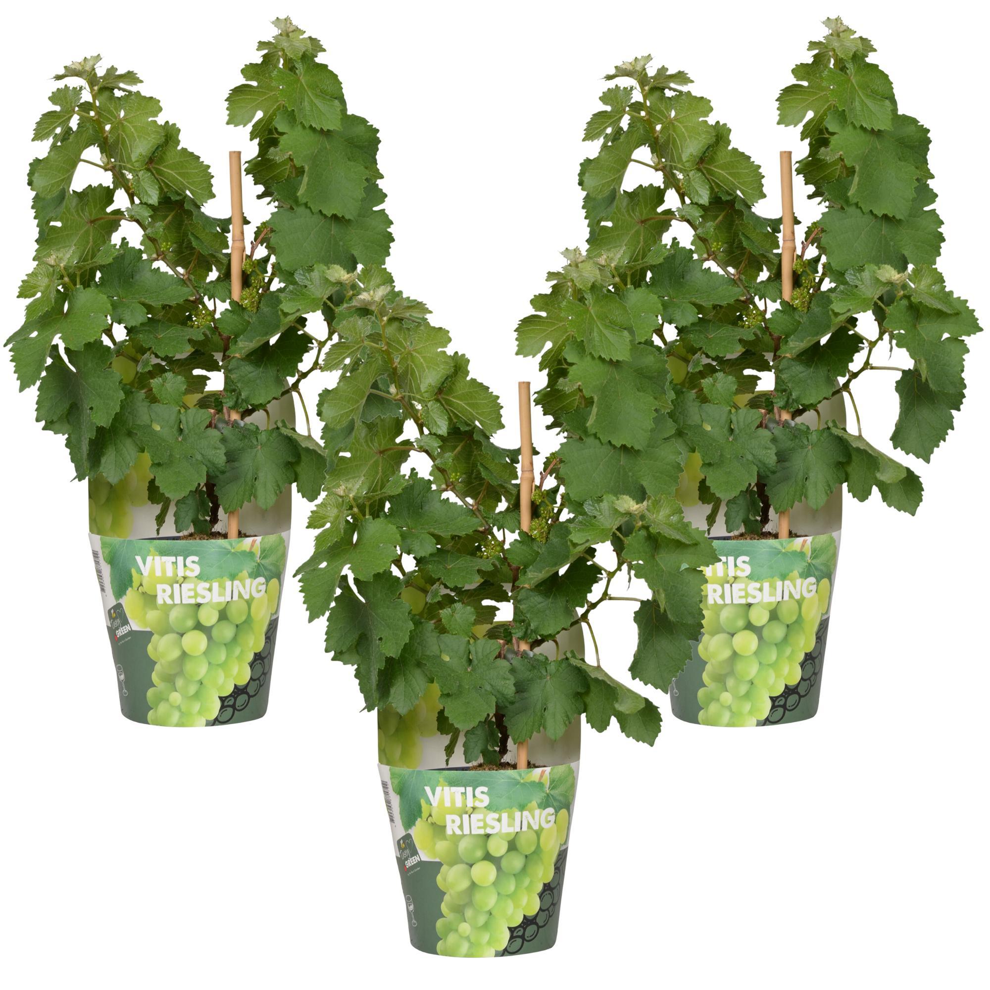 3x - Vitis Pixie 'Riesling' - ↨30cm - Ø14