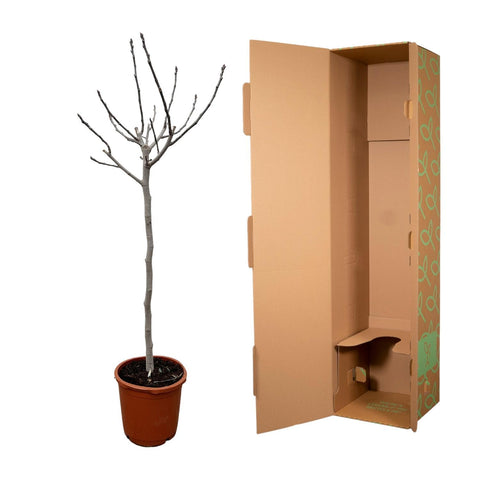 Ficus Carica auf Stamm - 180 cm - ø30