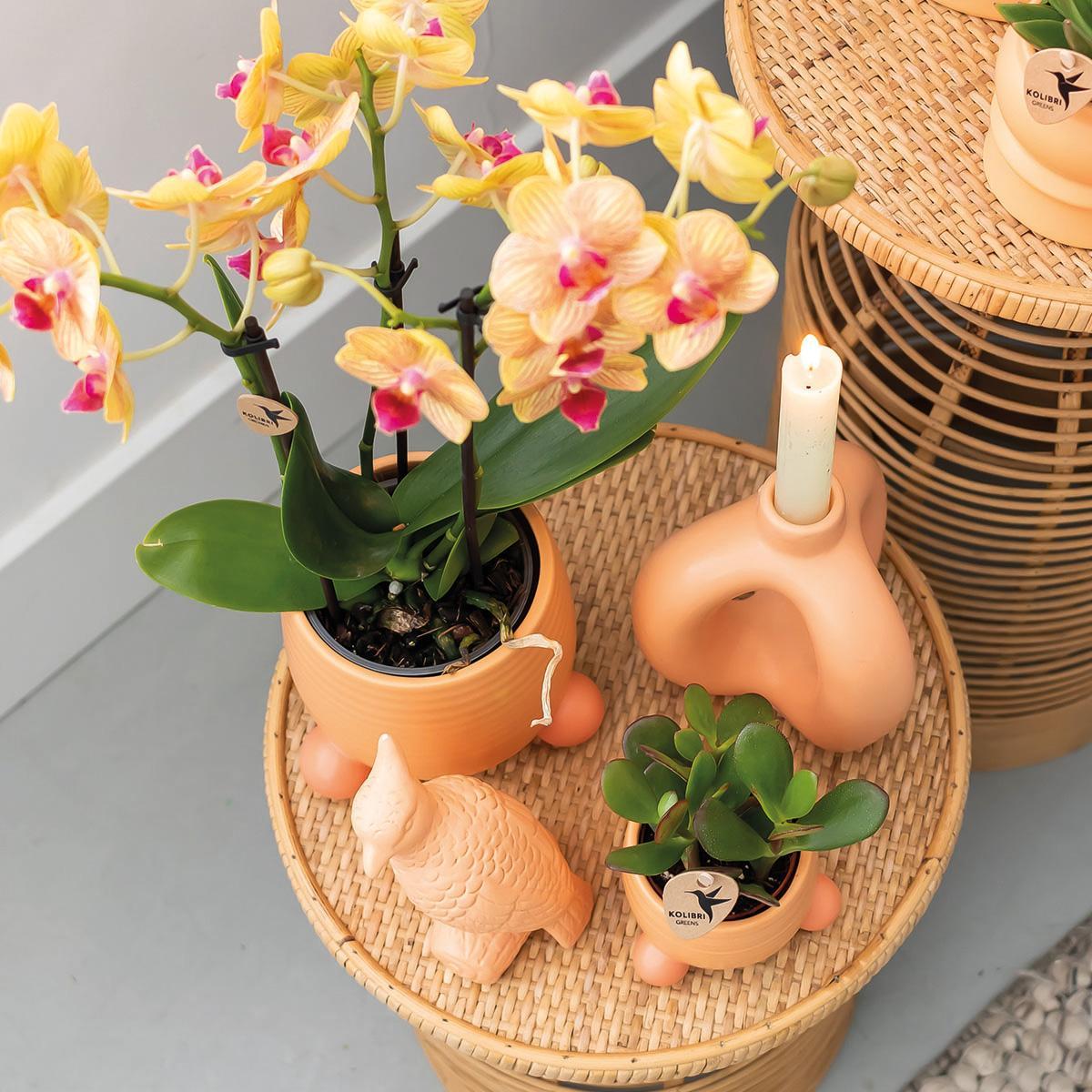 Kolibri Orchids | Orange Phalaenopsis orchid - Jamaica + Rolling dekorativer Topf Pfirsich - Topfgröße Ø9cm - 35cm hoch | blühende Zimmerpflanze im Blumentopf - frisch vom Züchter