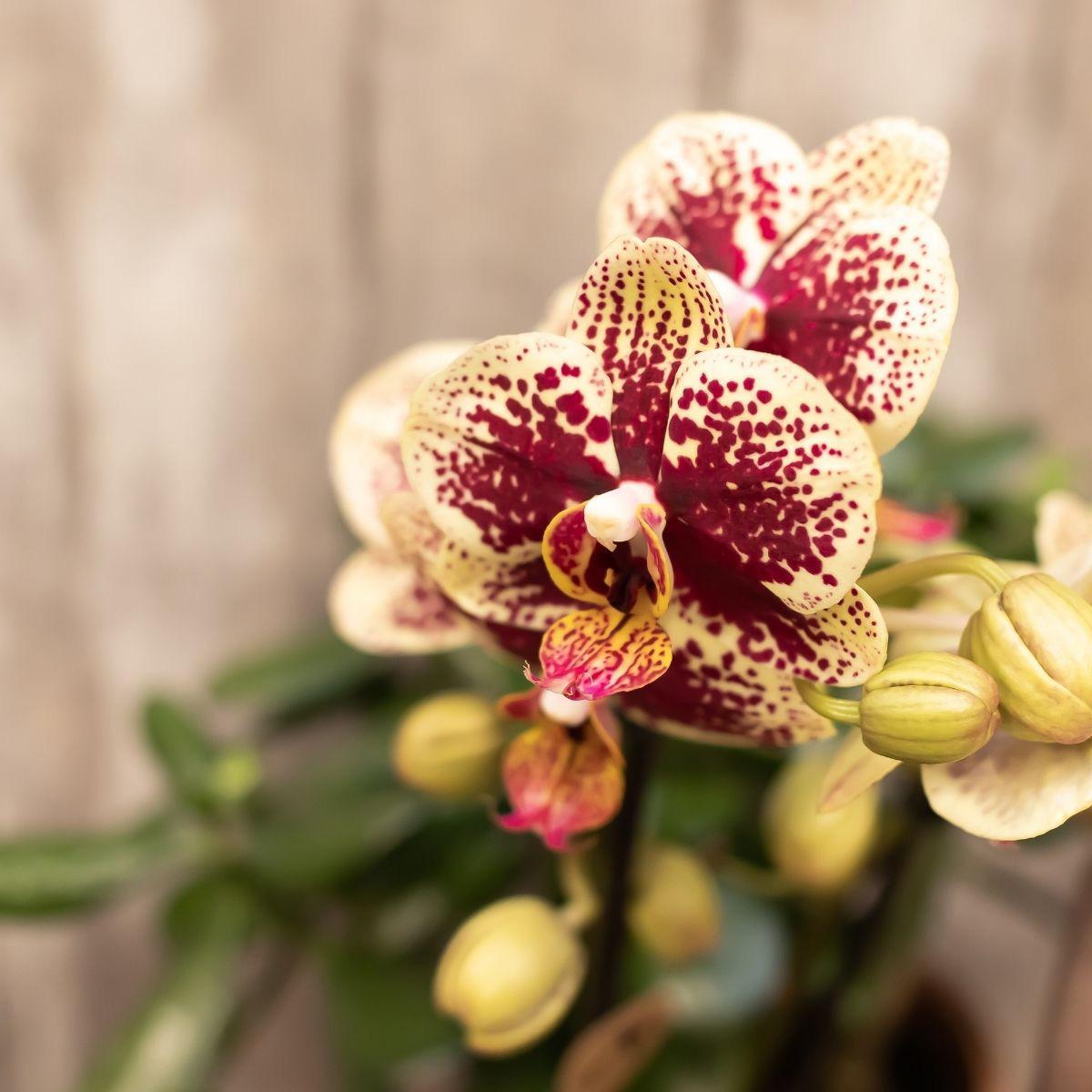 Kolibri Orchids | Kombi-Angebot von 4 gelb-roten Phalaenopsis-Orchideen - Spanien - Topfgröße Ø9 cm | blühende Zimmerpflanze