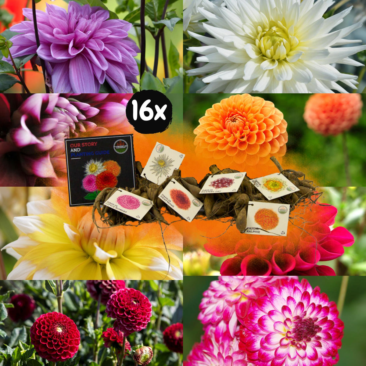 Flowerbulbs Amsterdam Super Mix - 2x Paket mit 8 verschiedenen Dahlien, insgesamt 16 Stück, 2,5 m² Dahlienfreude