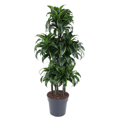 Dracaena Dorado Carrousel - 140 cm - ø31