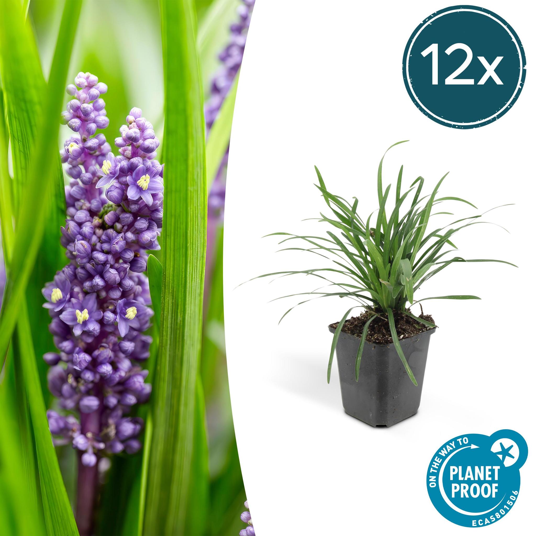 6x Liriope muscari 'Big Blue' - ↕10-25cm - Ø9cm - 12x