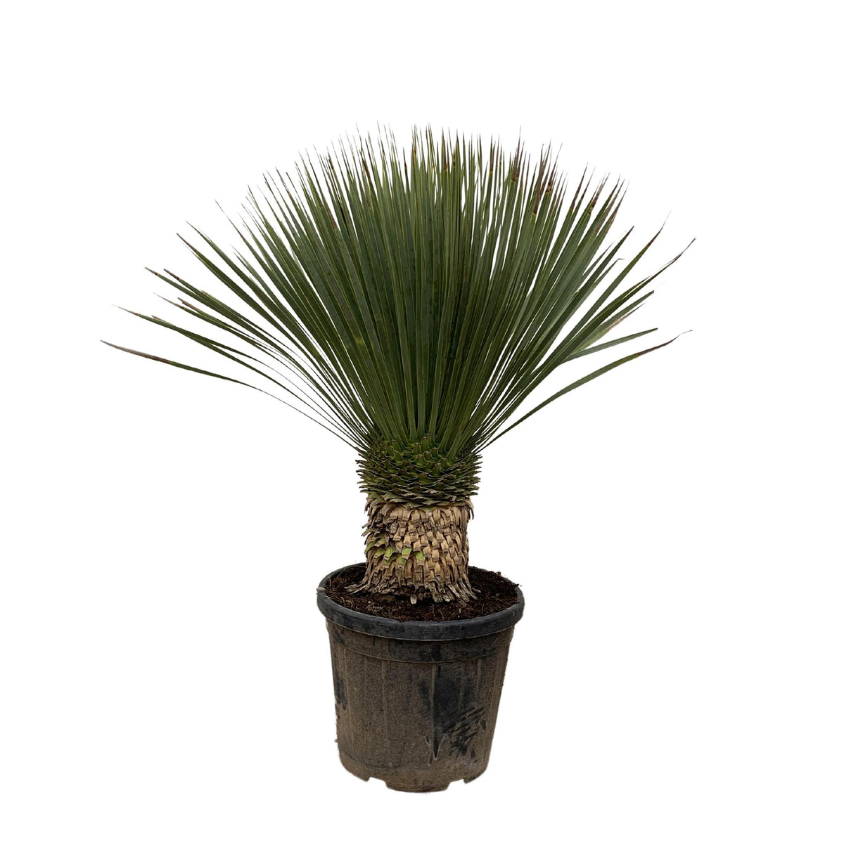 Yucca Rostrata - 120cm- Ø35