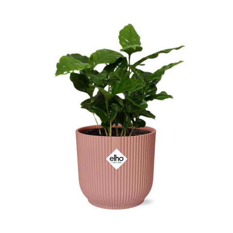 Coffea Arabica in ELHO Vibes Fold 14cm Rosa