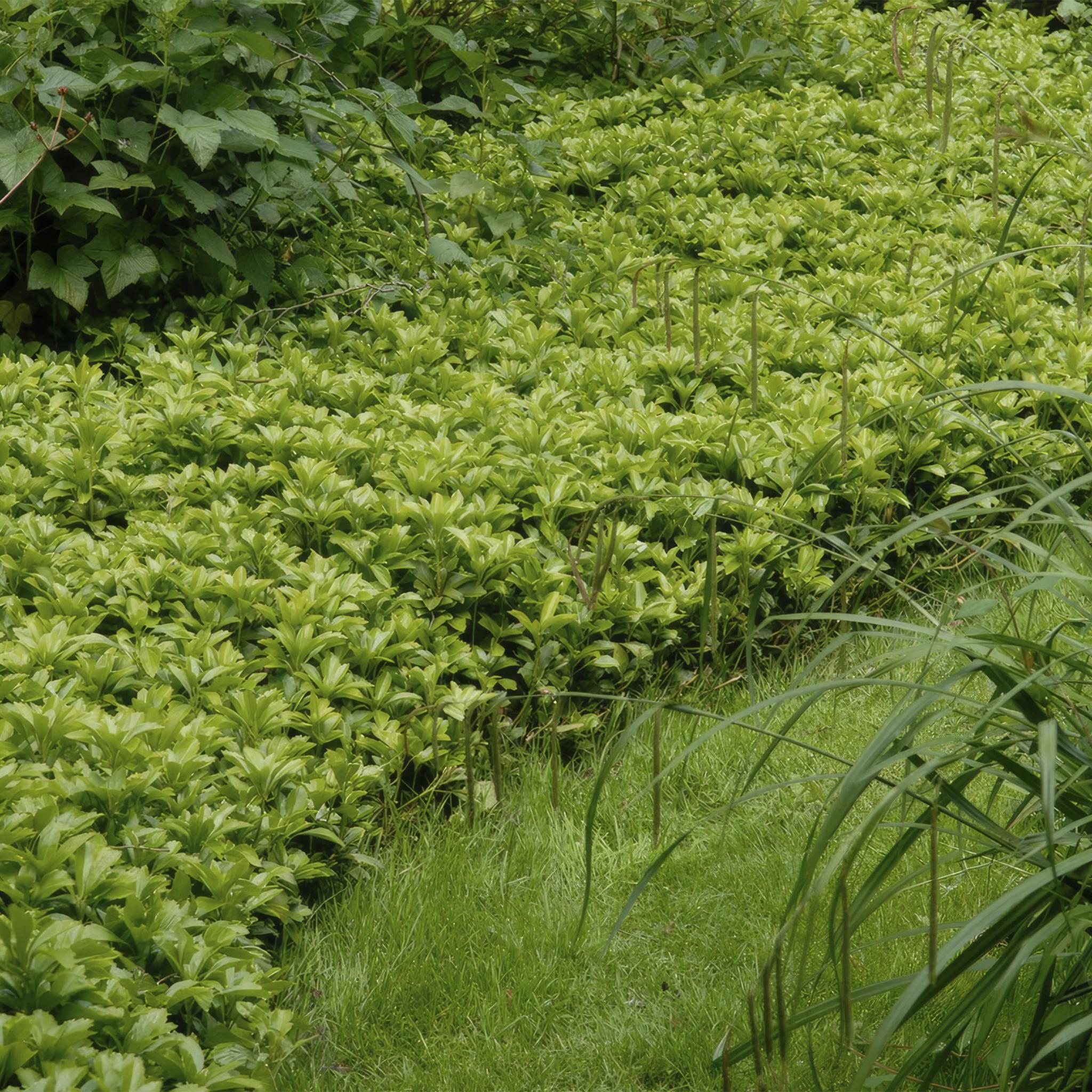 Pachysandra term. 'Green Carpet' - ↕25cm - Ø9cm - 20x,