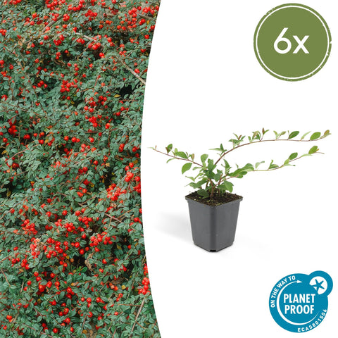 6x Cotoneaster dammeri - ↕10-25cm - Ø9cm - 6x