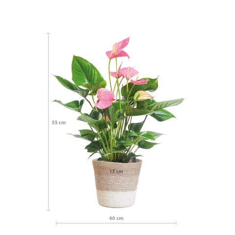 Anthurium Pink Explosion mit Lissabon Weidenkorb - 55cm - Ø17