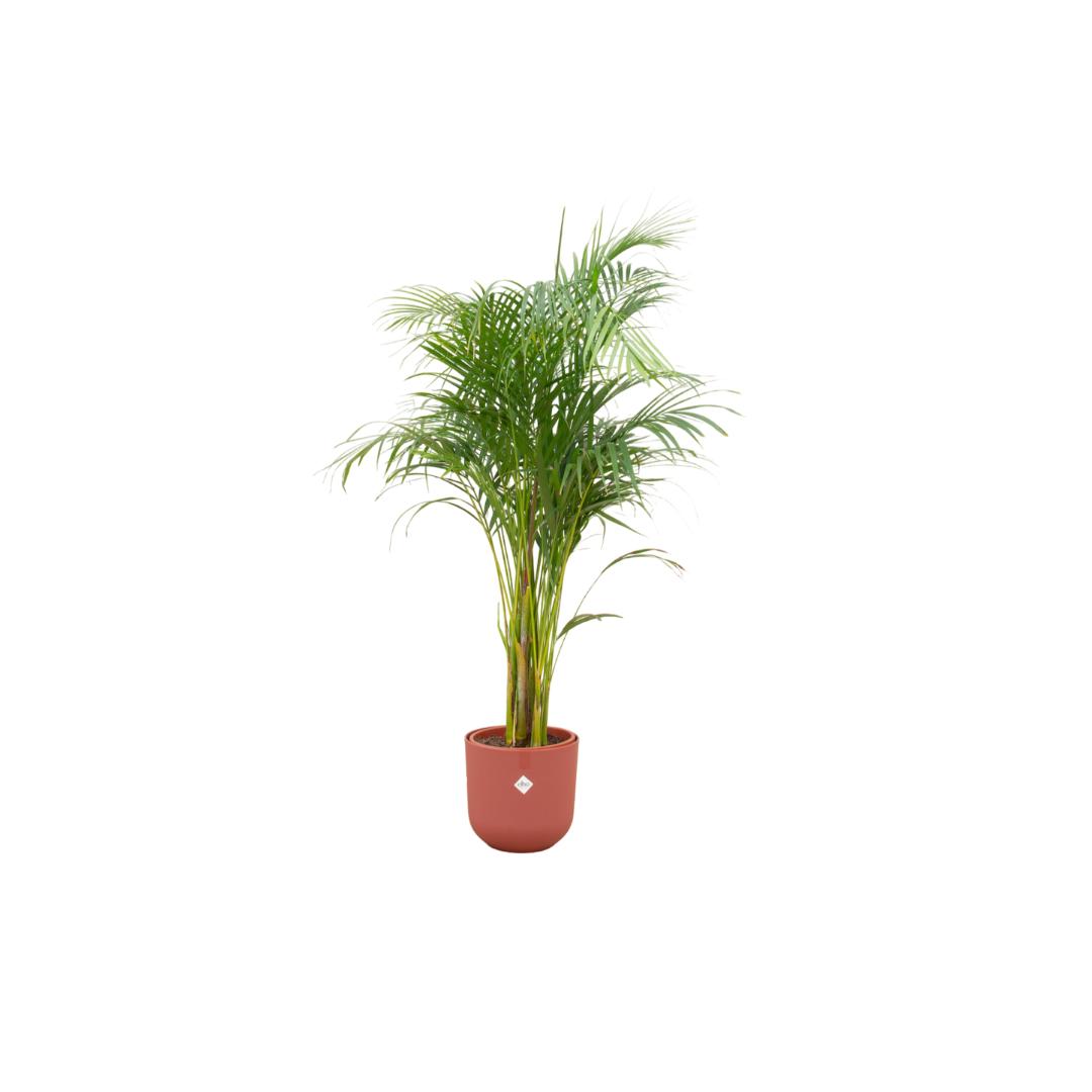 Kombi-Angebot - Areca-Palme inkl. elho Jazz Rund Rot Ø26 - 140 cm