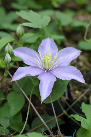 Clematis Justa - ↨65cm - Ø15