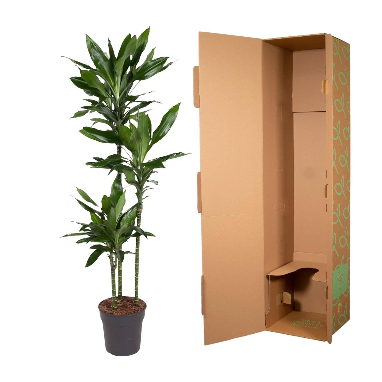 Dracaena Janet Lind - 160 cm - ø24