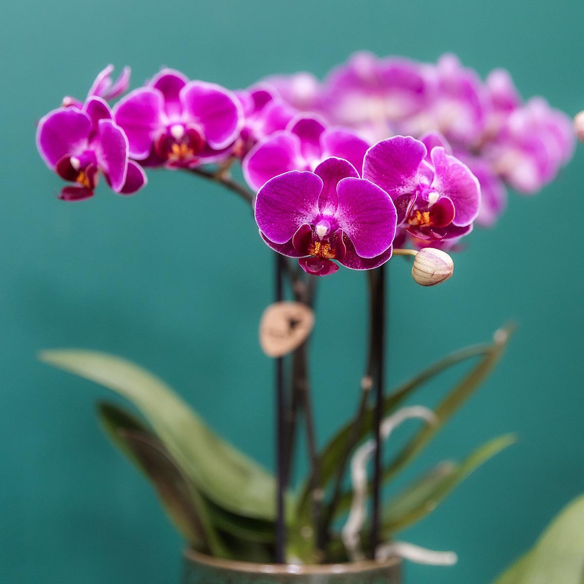 Kolibri Orchids | Lila Phalaenopsis Orchidee - Morelia Classy grün- Topfgröße Ø9cm | blühende Zimmerpflanze - frisch vom Züchter