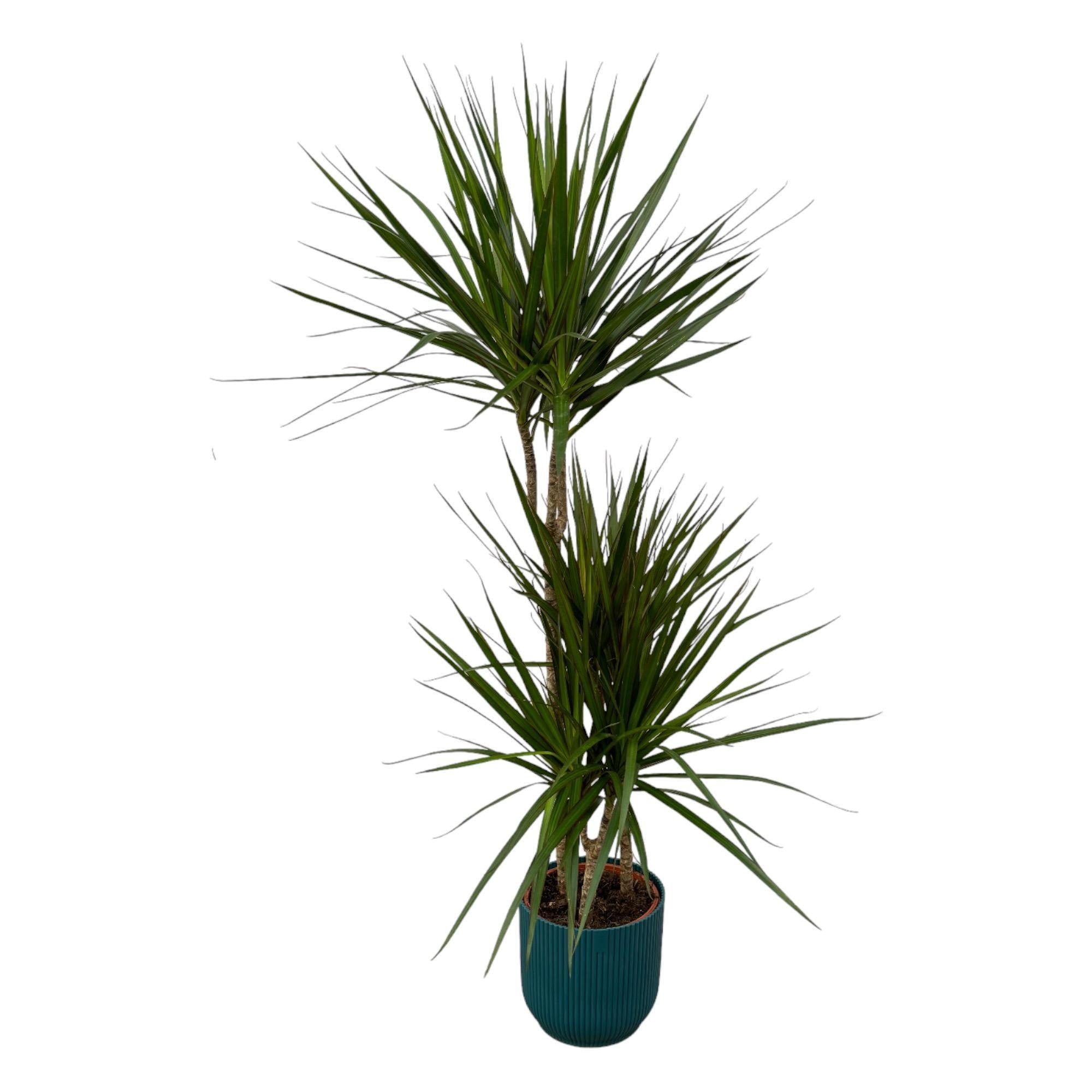 Dracaena Marginata - ↨120cm - Ø21cm inklusive Elho Vibes Fold Rund Blau D22xH20