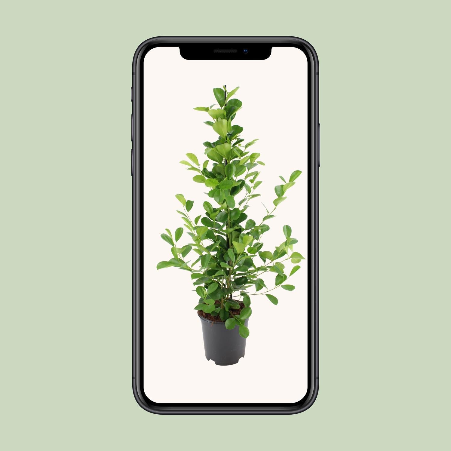 Ficus microcarpa Moclame - Ø21cm - ↕95cm