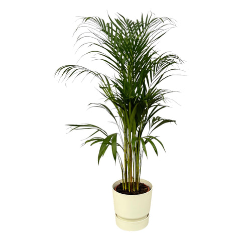 Areca Palme - ↨110cm - Ø21cm inkl. elho Greenville Rund Weiß D24xH23