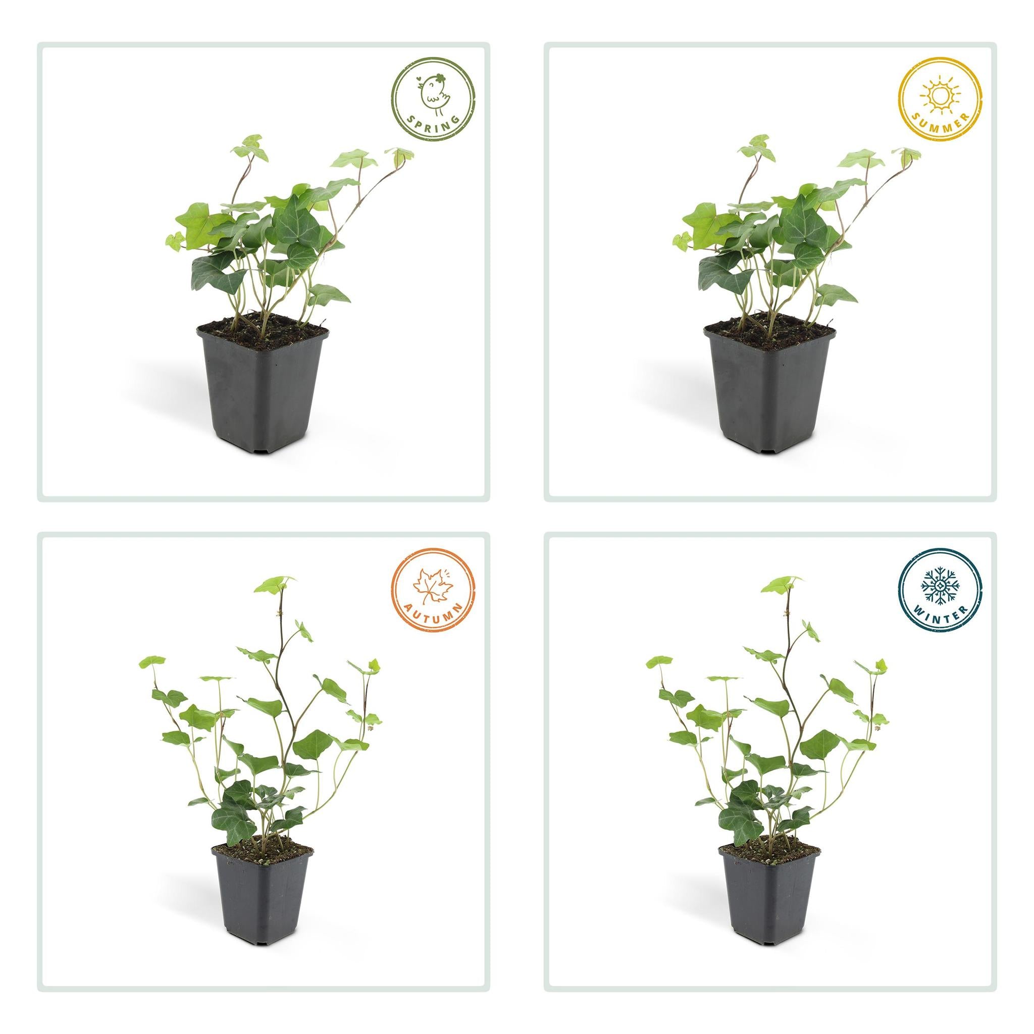 6x Hedera Hibernica - ↕10-25cm - Ø9cm - 12x