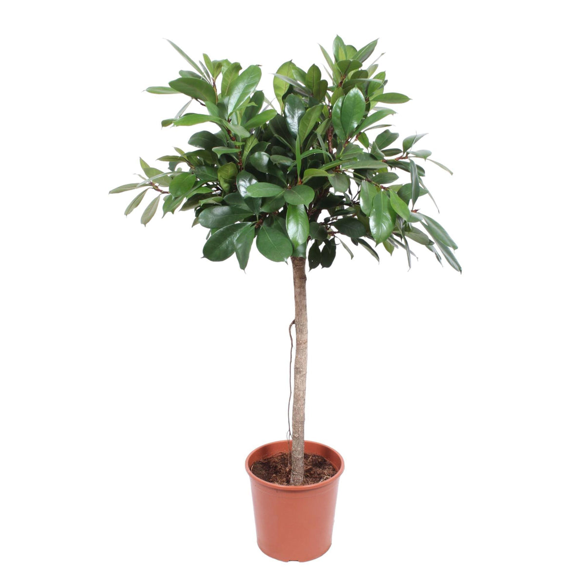 Ficus Cyathistipula Baum - 150 cm - ø30