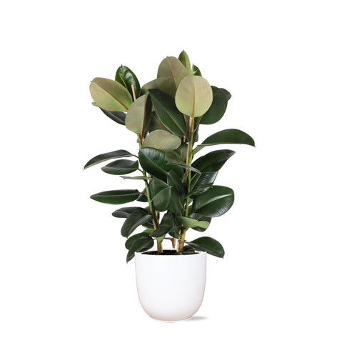 Ficus Elastica Robusta Ø27cm - ↕115cm in Boule Weiß Topf