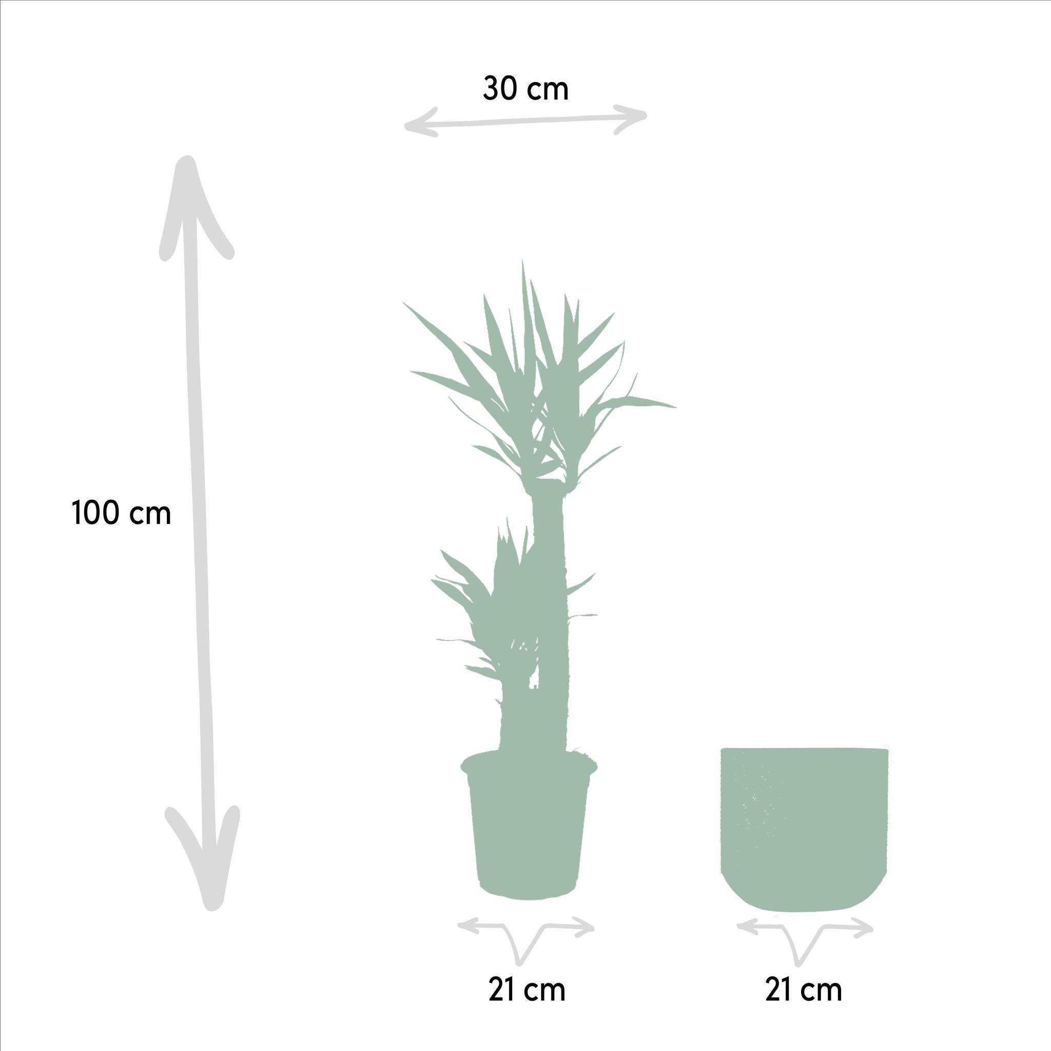 Yucca mit Topf - ↨100cm - Ø21cm