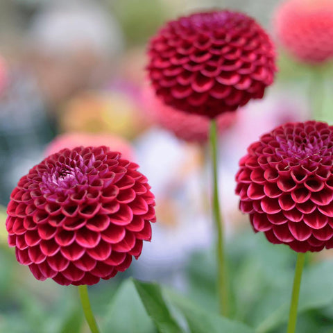 Flowerbulbs Amsterdam - 24x Dahlia Natal, Kugel Runde Blumen, 4 m2 Dahlienfreude