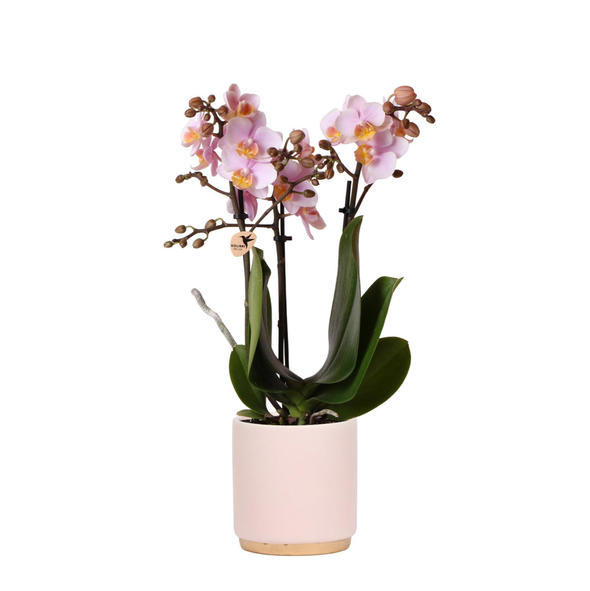 Kolibri Orchids | Rosa Phalaenopsis Orchidee - Andorra + Goldfuß Ziertopf rosa - Topfgröße Ø9cm - 35cm hoch | blühende Zimmerpflanze im Blumentopf - frisch vom Züchter