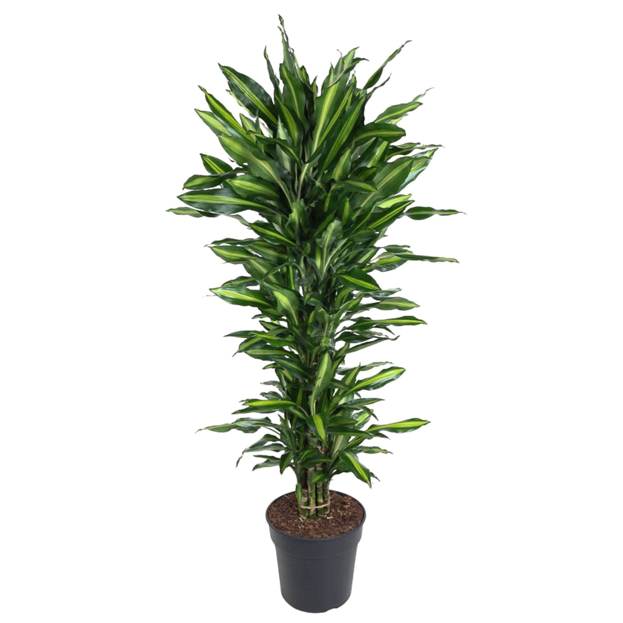 Dracaena Cintho verzweigt - 150 cm - ø31