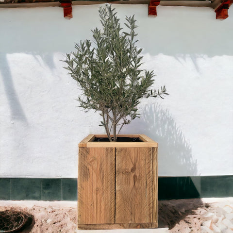 Olea europaea Busch 7,5 Liter, Olivenstrauch