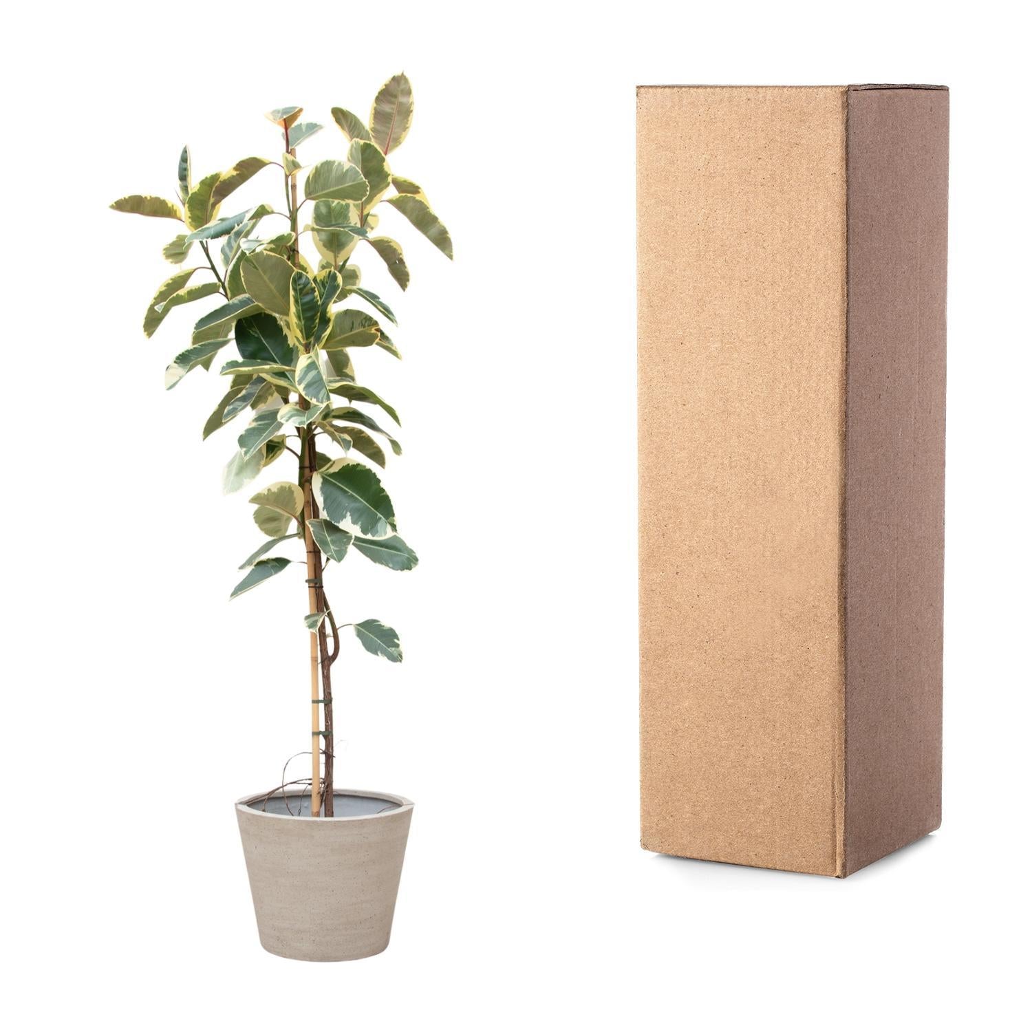 Ficus Tineke auf Stamm - 220cm - ø30