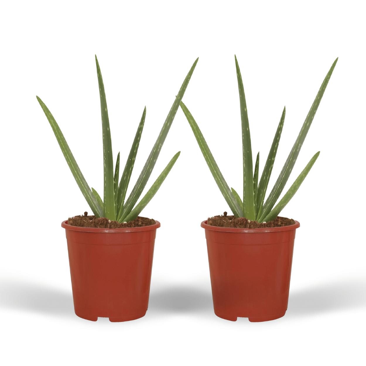 2x Aloe Vera - Sukkulente - 40cm - ø12