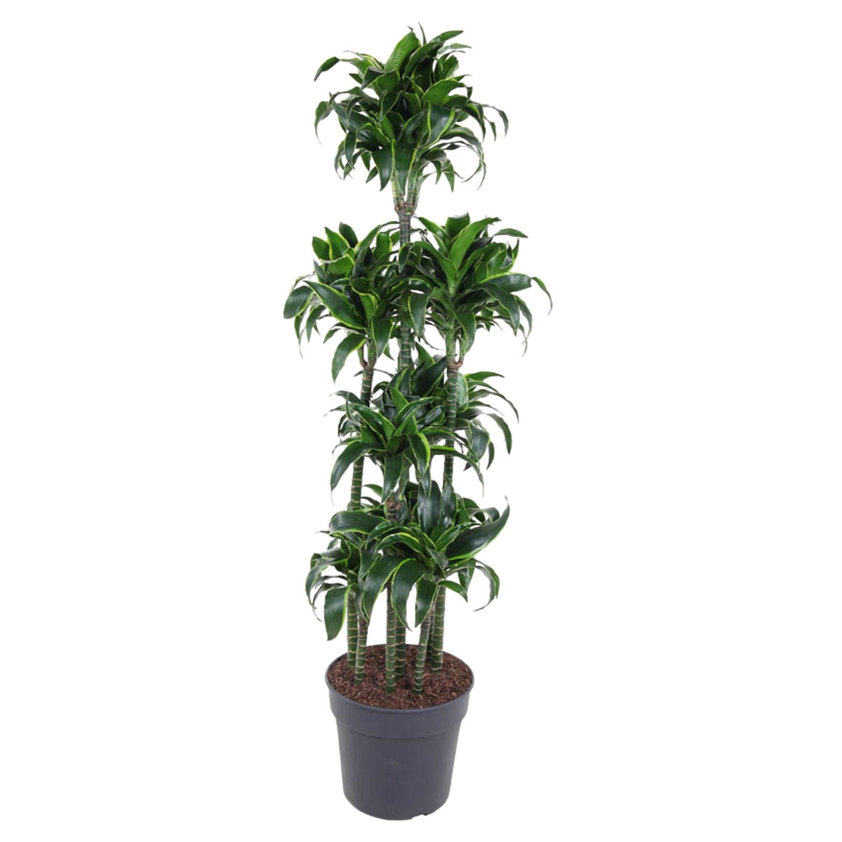 Dracaena Dorado Carrousel - 170 cm - ø34