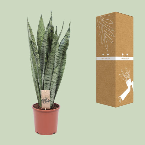 Sansevieria Zeylanica - Ø17cm - ↕70cm