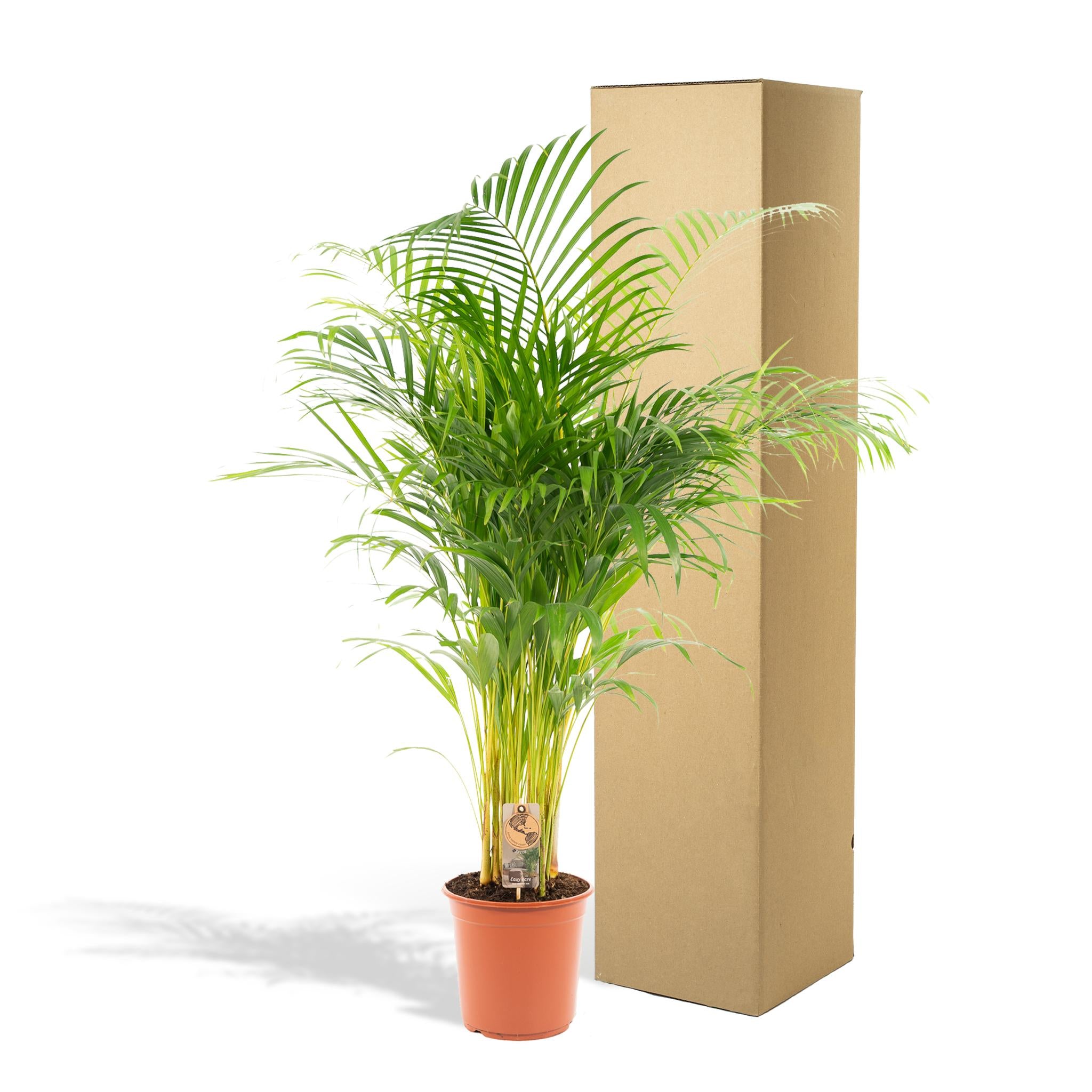 Areca-Palme - Ø24cm - ↕130cm