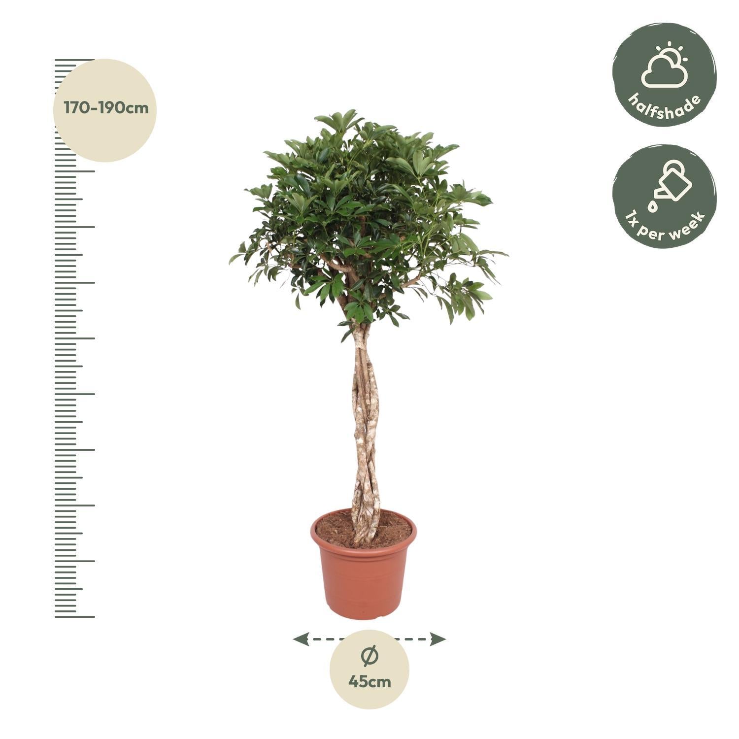 Schefflera Arboricola Compacta geflochtener Stamm - 180 cm - ø45