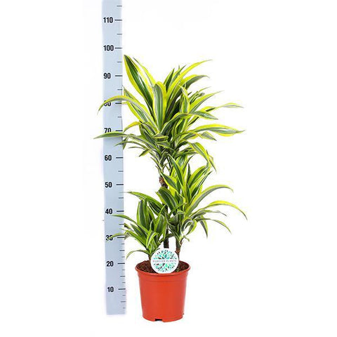 Dracaena Lemon Lime Ø21cm - ↕65cm in Vibes Rosa Topf