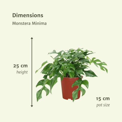 Monstera Minima - (Lochpflanze) - 2 Stücke - Ø15cm - ↕30cm