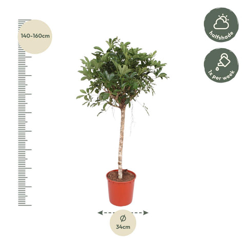 Schefflera Arboricola Compacta Baum - 150 cm - ø34