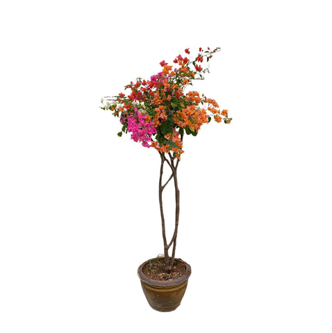 Bougainvillea Deluxe im Steintopf - 170 cm - ø40