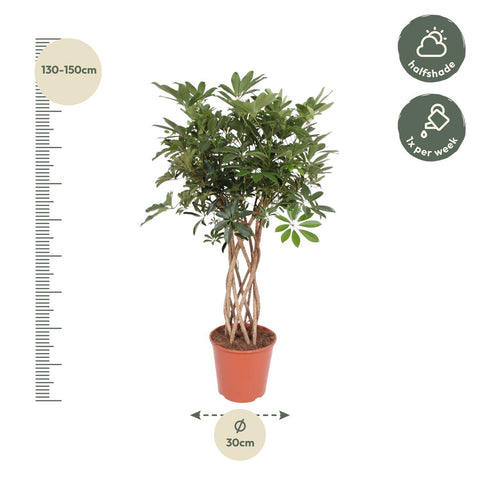 Schefflera Arboricola Compacta geflochtener Stamm - 140 cm - ø30