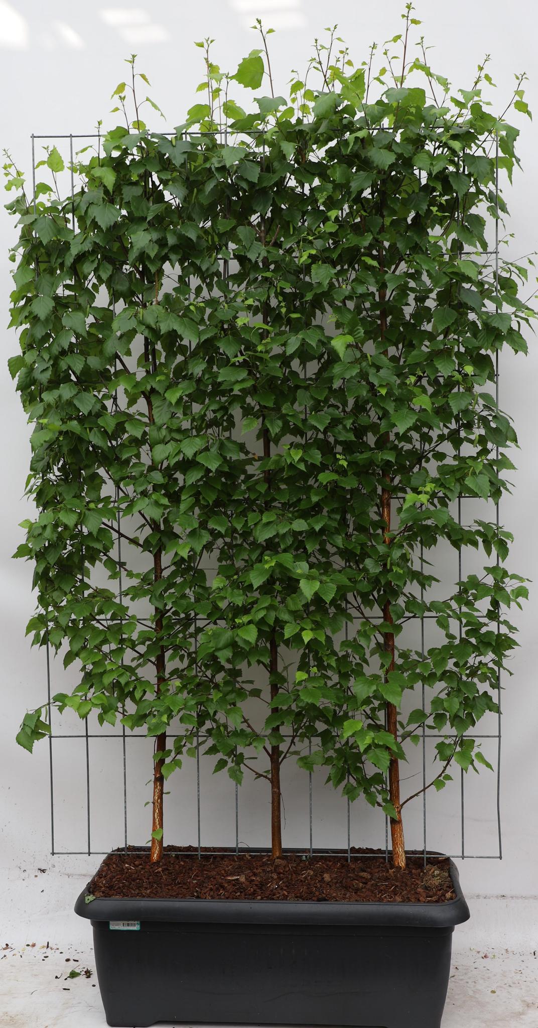 Betula Pendula - ↨180cm - 1 Stück