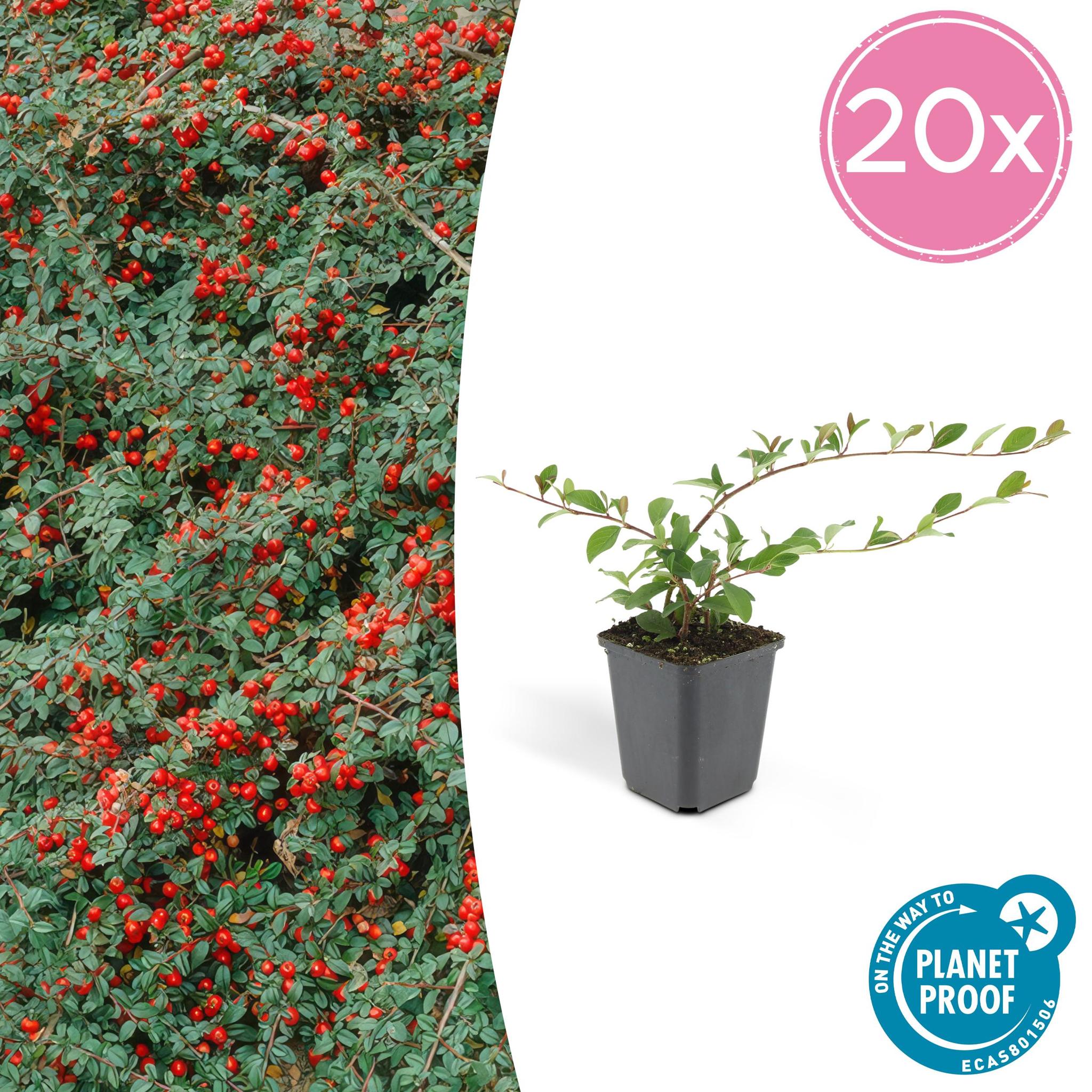 6x Cotoneaster dammeri - ↕10-25cm - Ø9cm - 20x