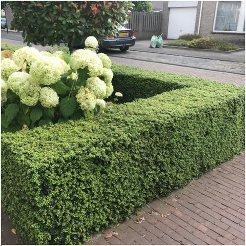 1 Meter Stechpalmen Hecke - Ilex crenata 'Jenny'® - Pflanzenset mit 6 winterharten Heckenpflanzen - ImmergrÃ¼ne Hecke - Direkt von der Gärtnerei geliefert