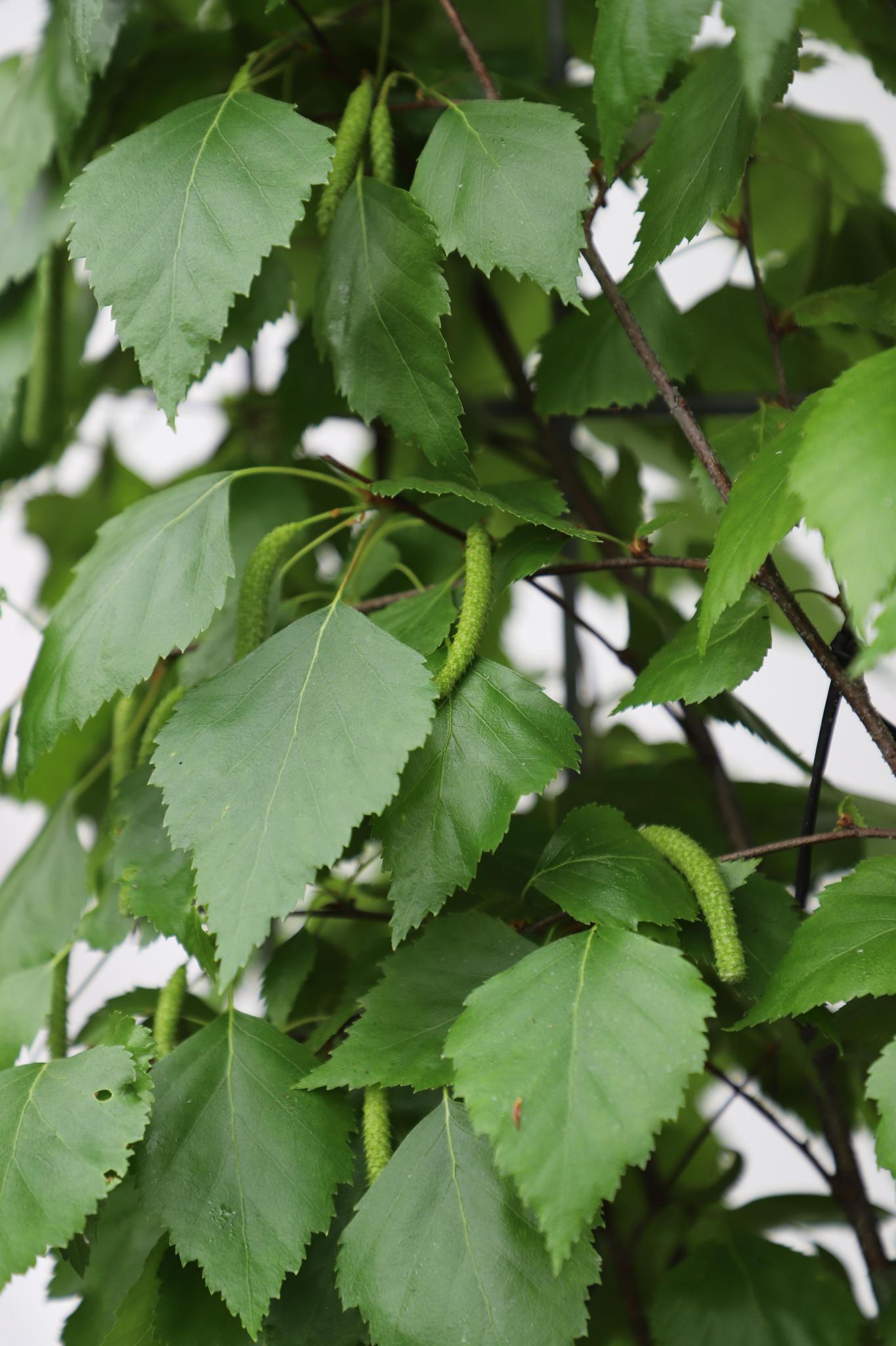 Betula Pendula - ↨180cm - 1 Stück