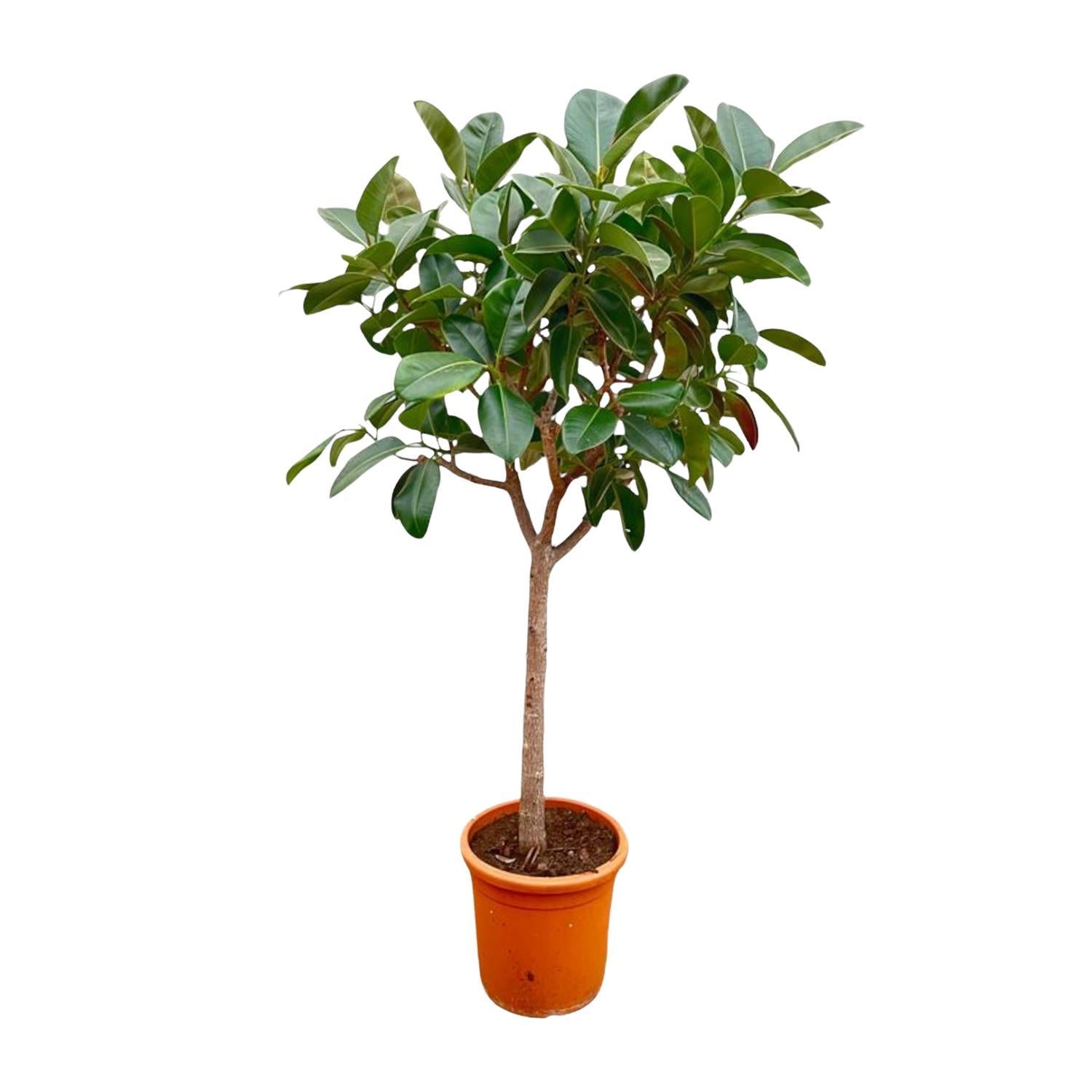 Ficus Elastica Robusta auf Stamm - 210cm - ø40