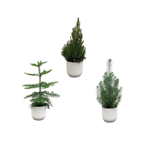 Weihnachtspaket - Araucaria (Zimmerfichte) + Pinus + Picea (Weihnachtsbäumchen) inklusive Elho Vibes Fold Rund Weiß Ø18-22 - 50-60 cm