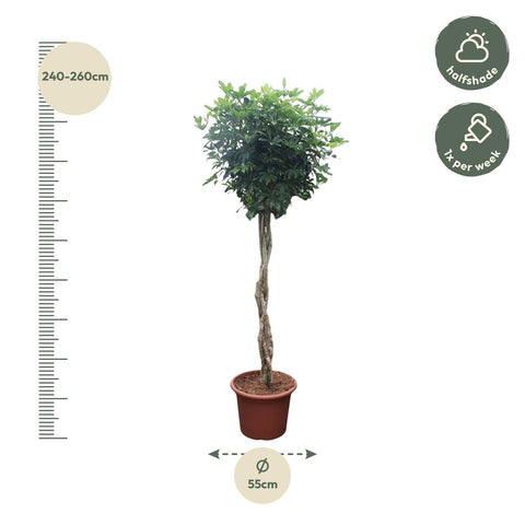 Schefflera Arboricola Compacta geflochtener Stamm - 250 cm - ø55