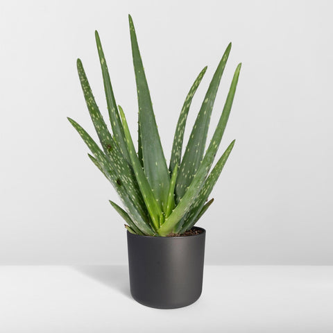 Aloe vera - Ø12 - ↨40cm