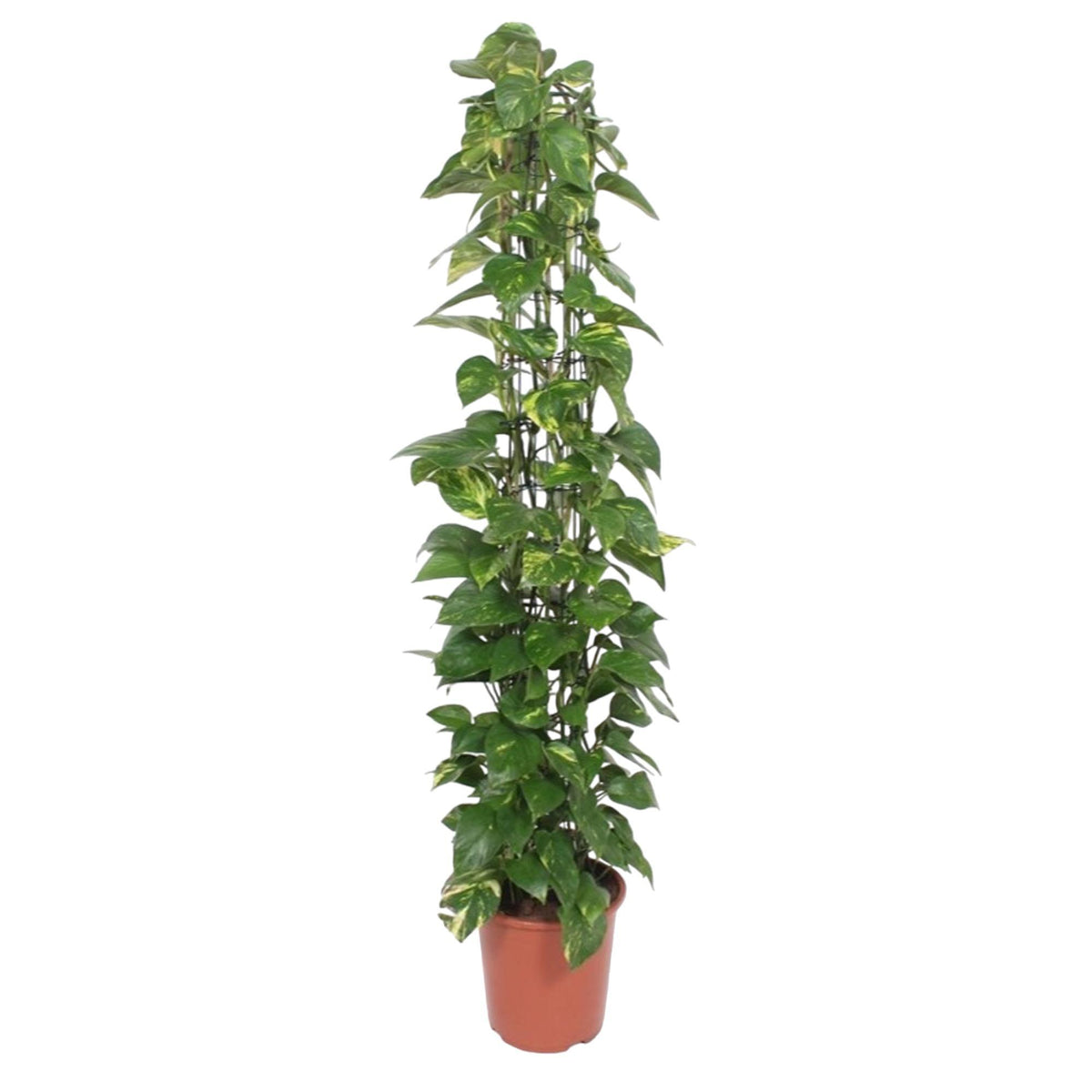 Epipremnum Aureum Gitterregal - 160 cm - ø27