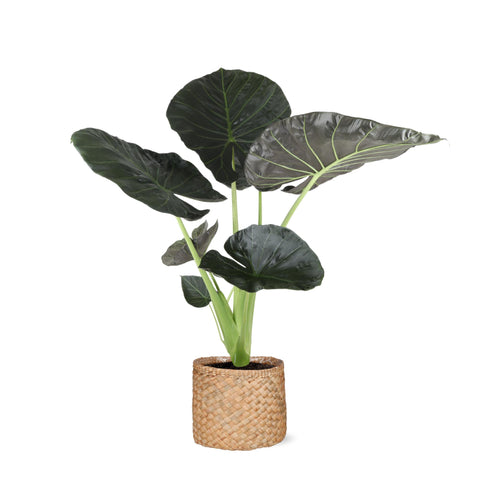 Alocasia Regal Shield Ø21cm - ↕100cm in Albury Natural Korb